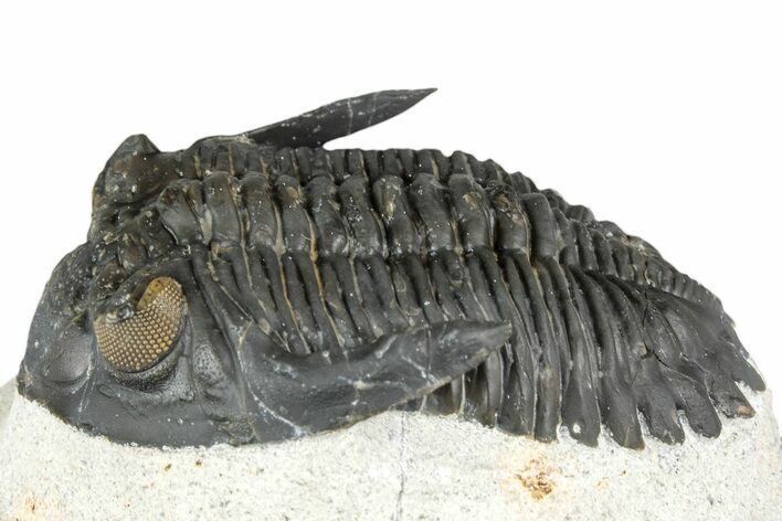 Hollardops Trilobite Fossil - Orange Eye Facets #357349